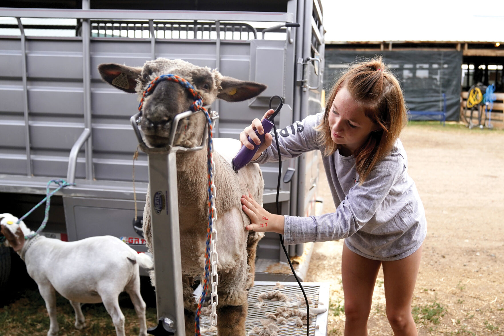 Sheep Show Standalones 001.jpg